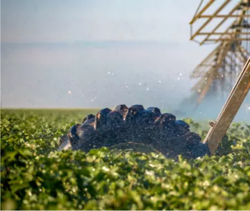 agricultura